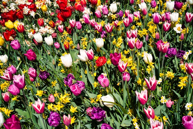 Jardinagem I: Cultivo