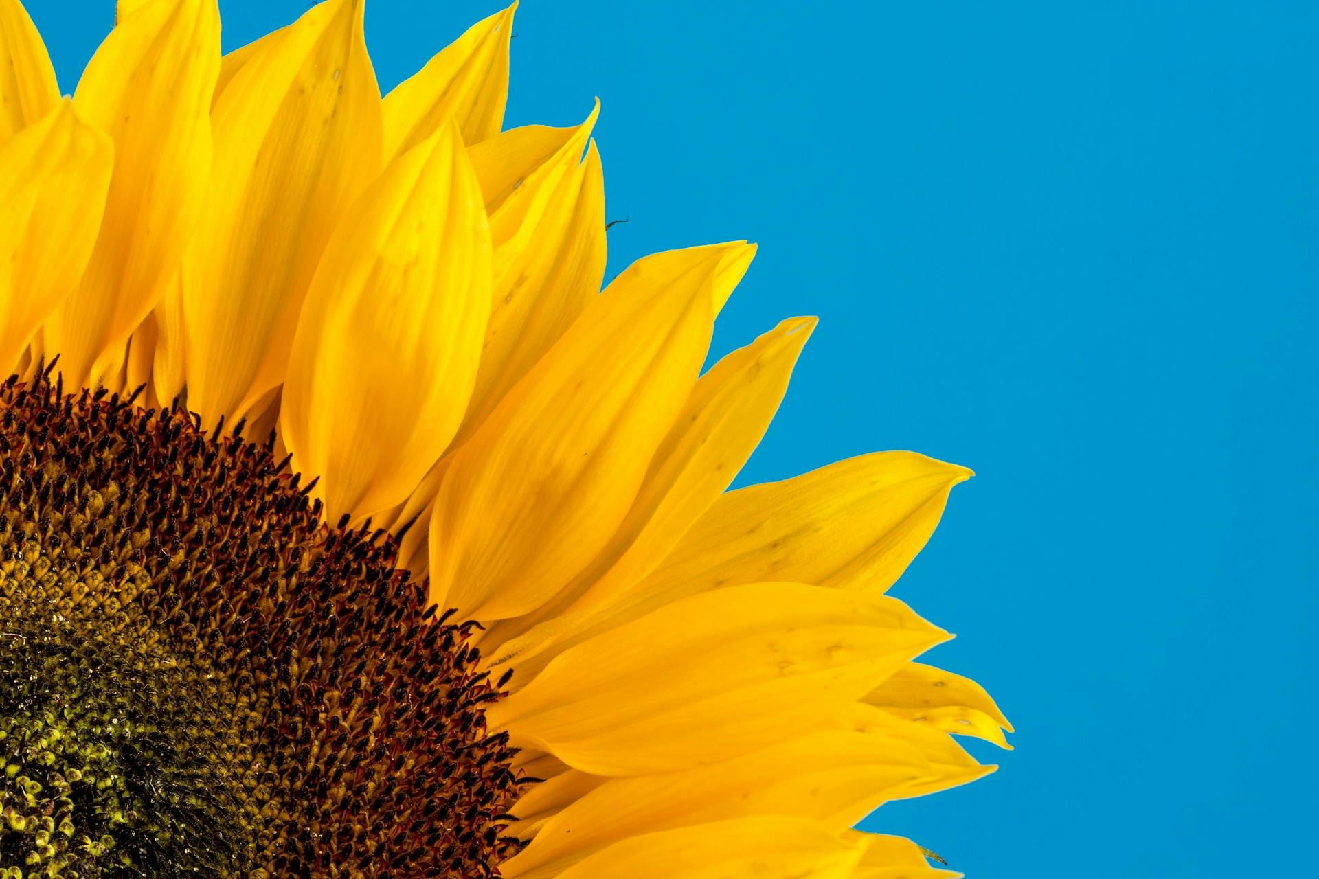 Foto close-up de um girassol bem amarelo contra um fundo bem azul claro
