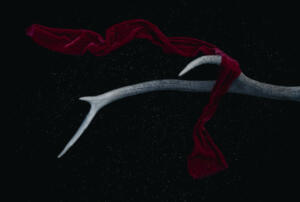 Foto de um cachecol vermelho pendurado num galho de árvore pontiagudo sob um céu negro profusamente estrelado